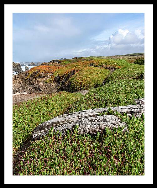 Coastal Landscape with Driftwood Framed Print