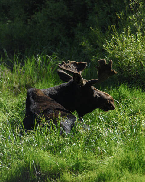 Moose Resting In Sunlit Meadow In Grand Teton National Park Poster
