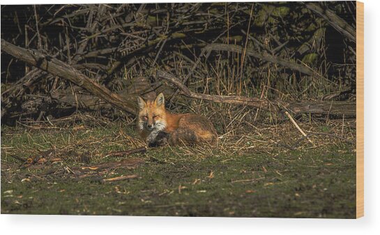 Fox Resting In Sunlit Clearing Wood Print