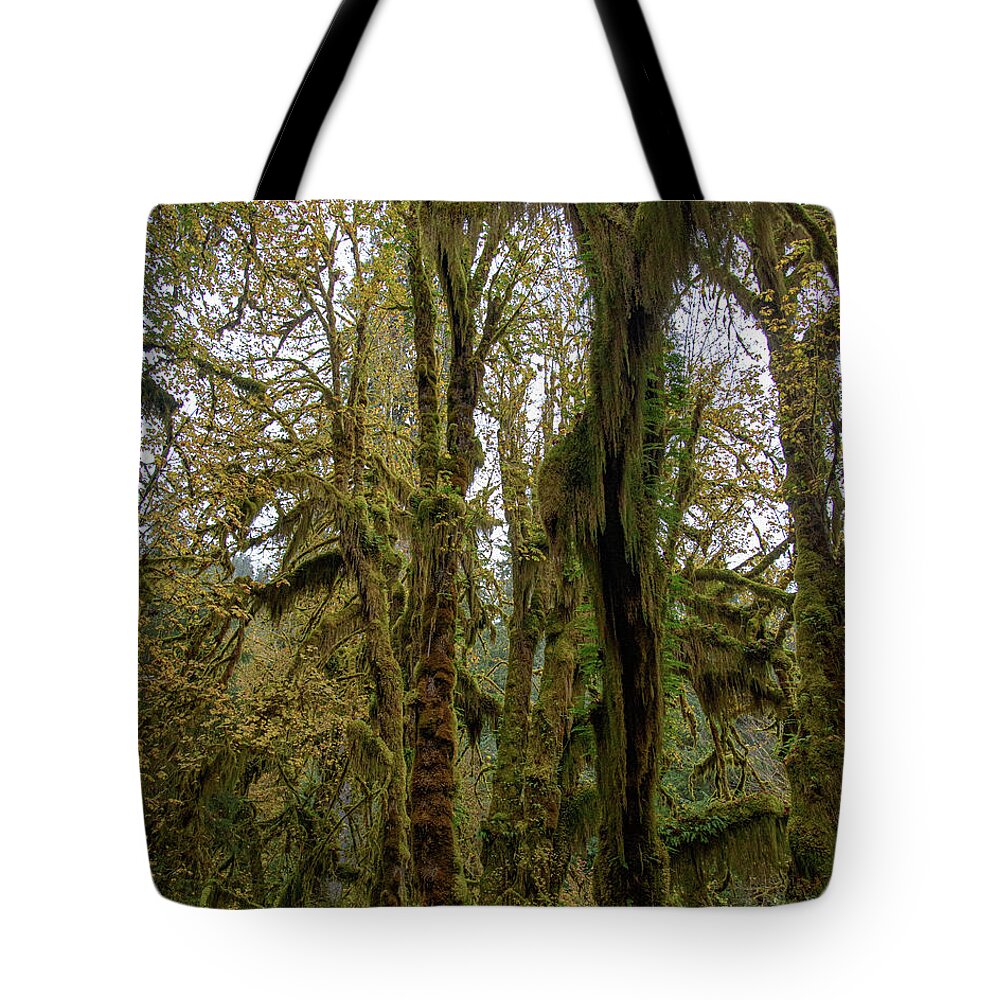 Moss-Covered Trees in a Dense Forest Tote Bag
