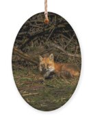 Fox Resting In Sunlit Clearing Ornament