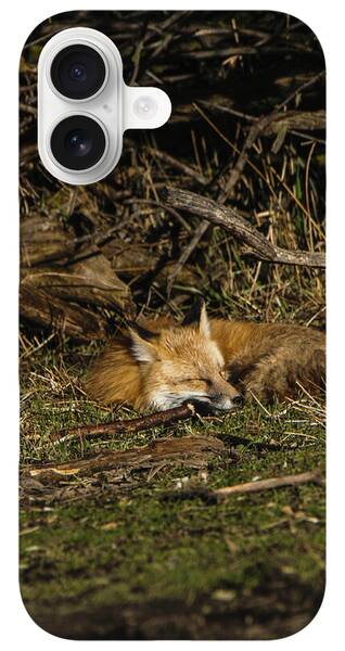 Peaceful Fox in Sunlit Meadow iPhone Case by Brandon Wichmann