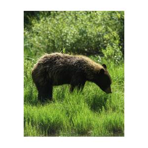 Solitary Bear in Grand Teton National Park by Brandon Wichmann
