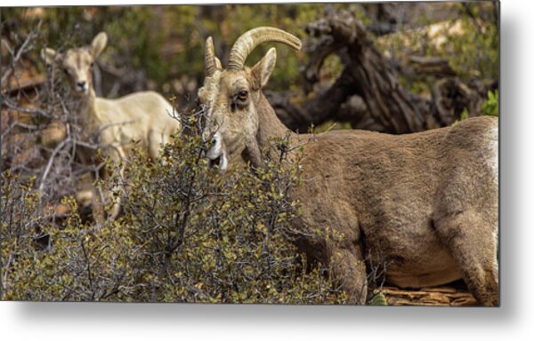 Mountain Goats in Natural Habitat Metal Print