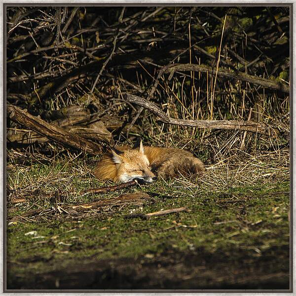 Peaceful Fox In Sunlit Meadow Framed Print