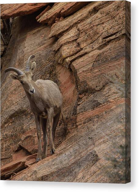 Bighorn Sheep on Rocky Terrain Canvas Art Print by Brandon Wichmann