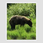 Solitary Bear In Grand Teton National Park Sticker