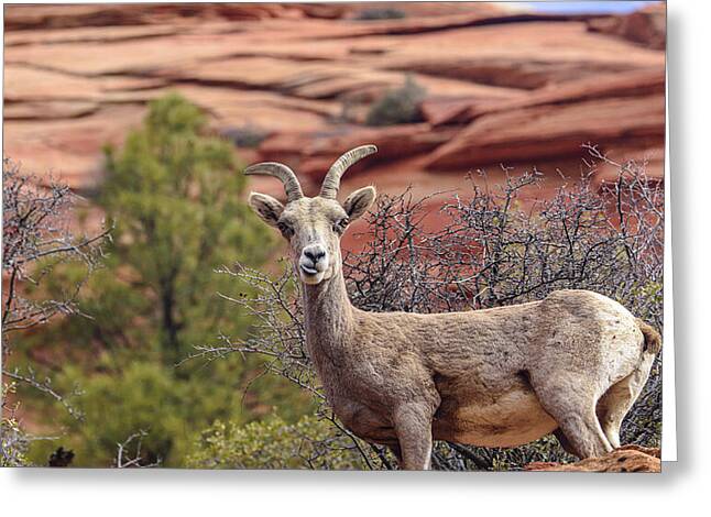 Big Horn Sheep In Zion National Park Greeting Card