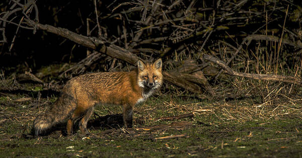 Fox In Sunlit Forest Clearing Art Print