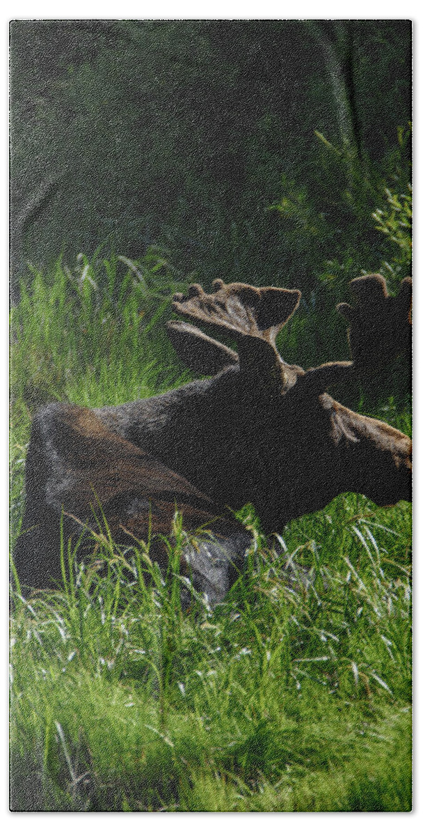 Moose Resting In Sunlit Meadow In Grand Teton National Park Hand Towel