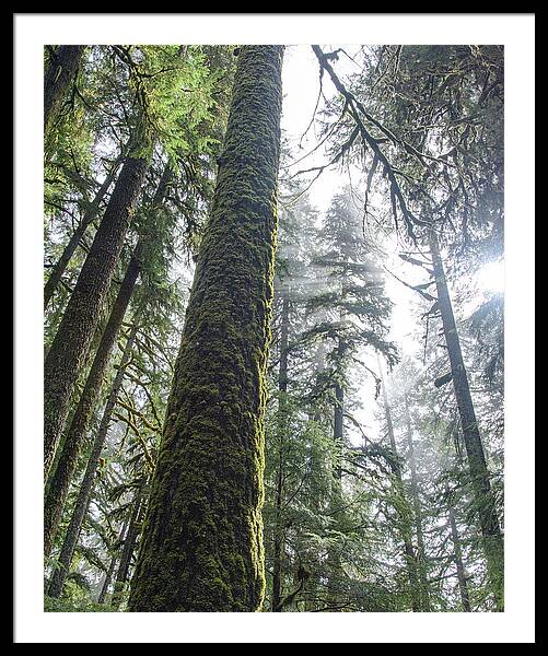 Majestic Forest Canopy In Olympic National Park Framed Print