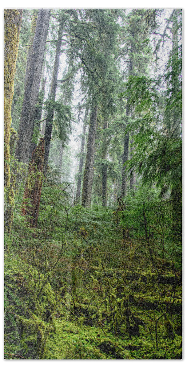 Misty Forest Silhouettes In Olympic National Park Hand Towel