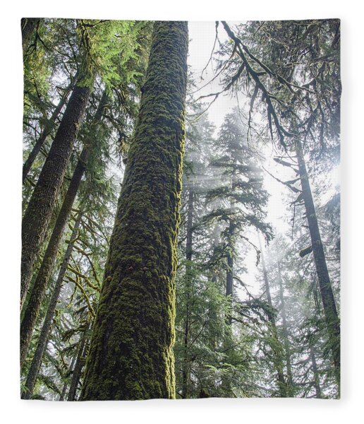 Majestic Forest Canopy In Olympic National Park Fleece Blanket