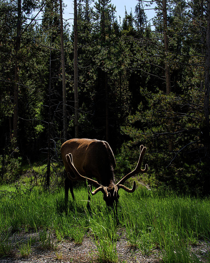 Elk Grazing in a Sunlit Forest in Grand Teton National Park