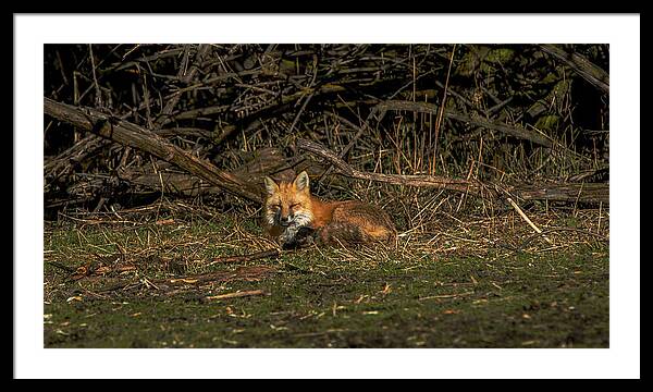 Fox Resting In Sunlit Clearing Framed Print