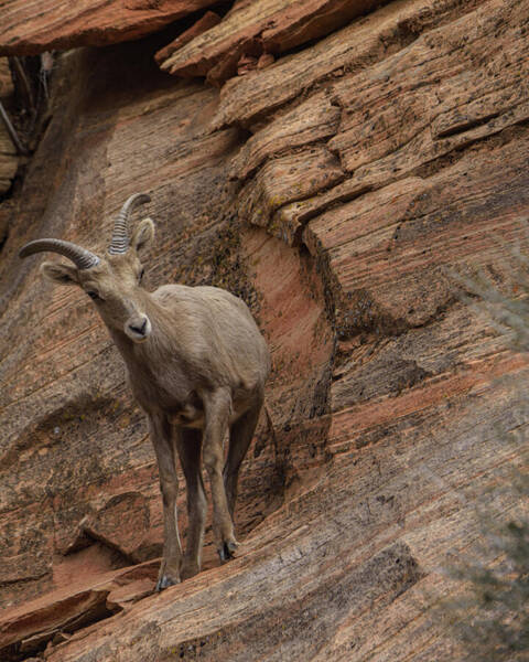 Bighorn Sheep On Rocky Terrain Art Print