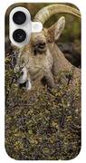 Mountain Goats in Natural Habitat iPhone Case