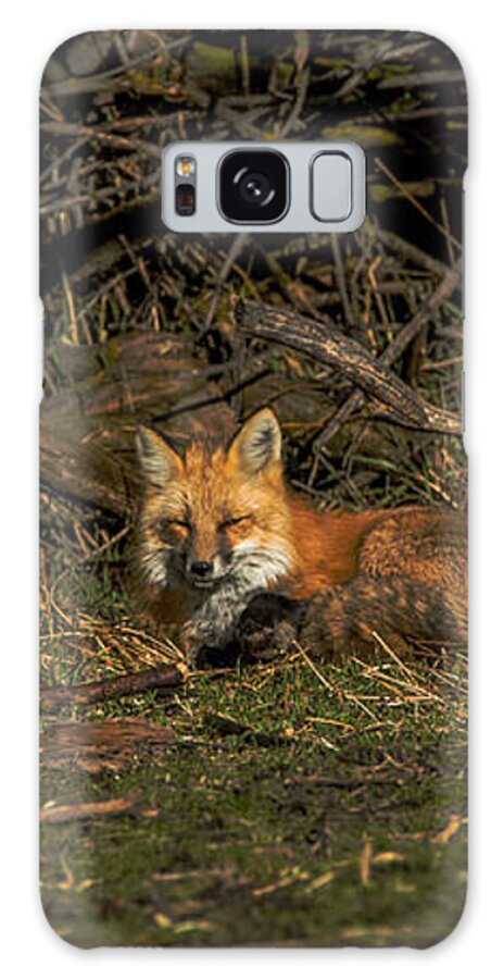 Fox Resting In Sunlit Clearing Galaxy Case