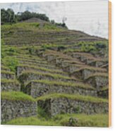 Ancient Terraces Amidst Greenery Wood Print
