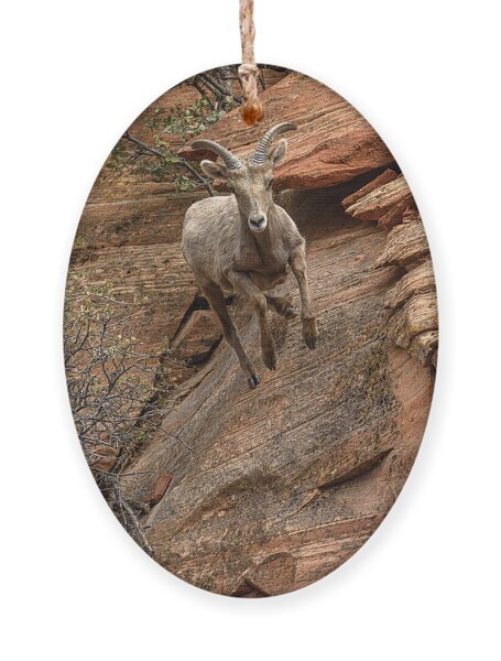Big Horn Sheep Agile Descent In Zion National Park Ornament