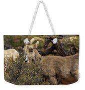 Bighorn Sheep in Zion National Park Weekender Tote Bag by Brandon Wichmann