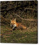 Fox Resting In Sunlit Clearing Canvas Print