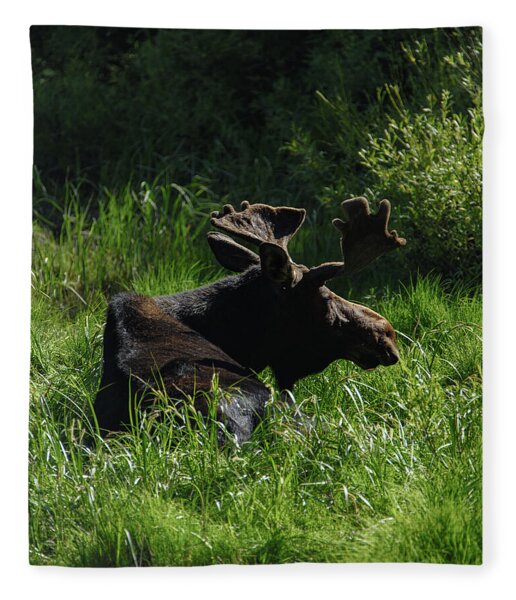 Moose Resting In Sunlit Meadow In Grand Teton National Park Fleece Blanket