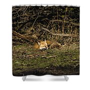 Peaceful Fox In Sunlit Meadow Shower Curtain