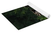 Moose Resting In Sunlit Meadow In Grand Teton National Park Yoga Mat