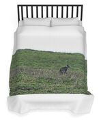 Bobcat in Grassy Field Duvet Cover