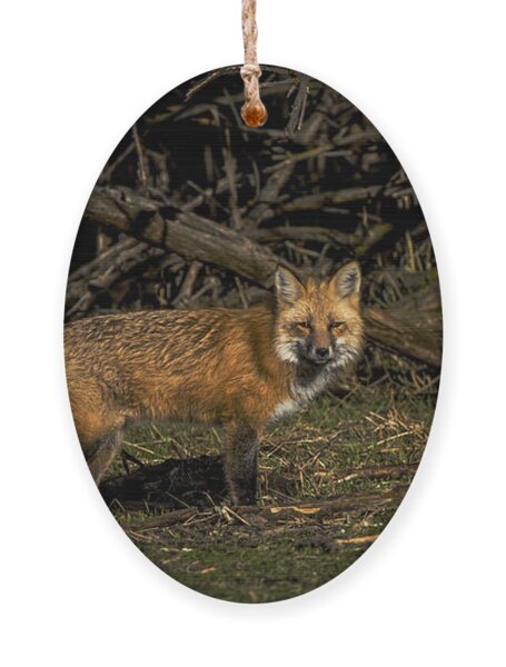 Fox In Sunlit Forest Clearing Ornament