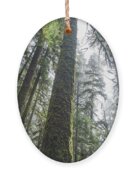 Majestic Forest Canopy In Olympic National Park Ornament