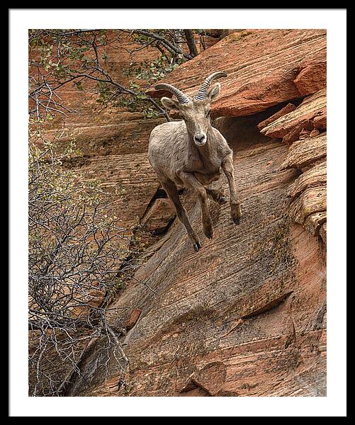Big Horn Sheep Agile Descent In Zion National Park Framed Print