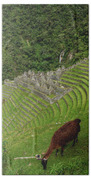 Winay Wayna With Grazing Llama Beach Towel