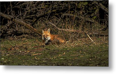 Shop for Wildlife Metal Prints