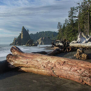 Driftwood on a Pebbled Beach by Brandon Wichmann