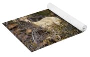 Mountain Goats in Natural Habitat Yoga Mat