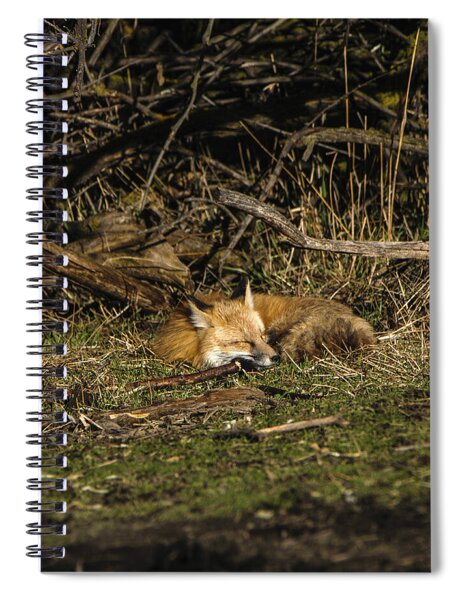 Peaceful Fox In Sunlit Meadow Spiral Notebook