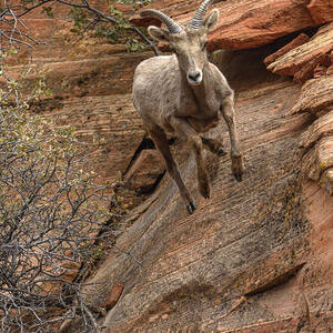 Big Horn Sheep Agile Descent in Zion National Park by Brandon Wichmann Big Horn Sheep Agile Descent in Zion National Park by Brandon Wichmann