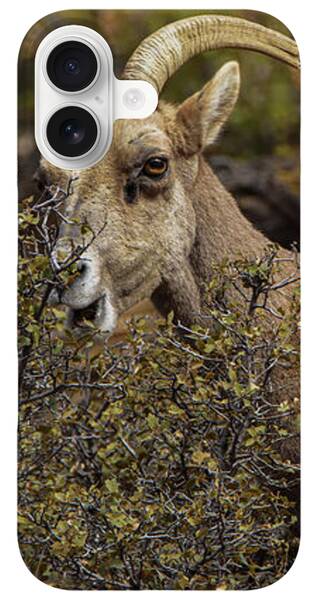 Bighorn Sheep in Zion National Park iPhone Case by Brandon Wichmann