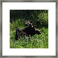 Moose Resting In Sunlit Meadow In Grand Teton National Park Framed Print