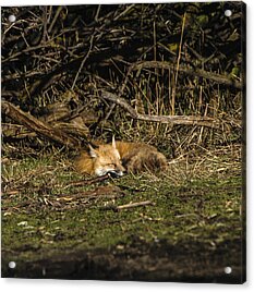 Peaceful Fox in Sunlit Meadow Acrylic Print by Brandon Wichmann