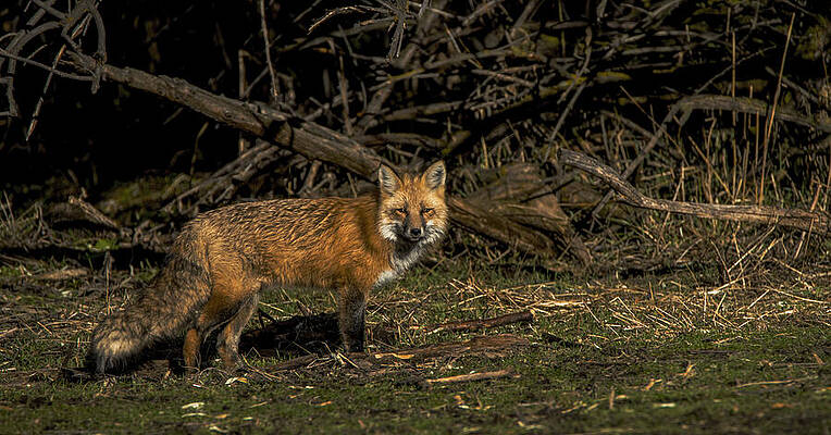 Wildlife Photograph - Fox In Sunlit Forest Clearing by Brandon Wichmann