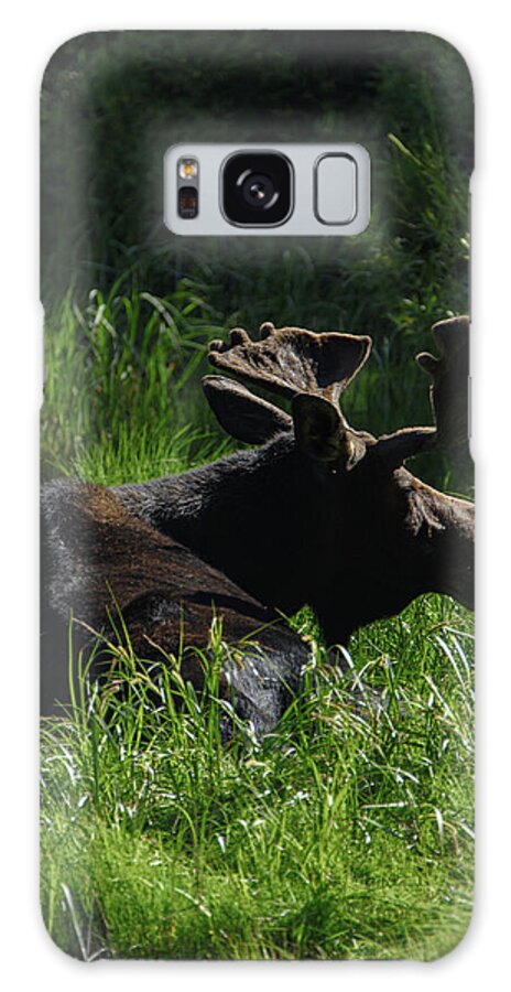 Moose Resting In Sunlit Meadow In Grand Teton National Park Galaxy Case