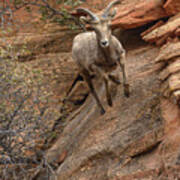 Big Horn Sheep Agile Descent In Zion National Park Art Print
