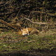 Peaceful Fox In Sunlit Meadow Poster