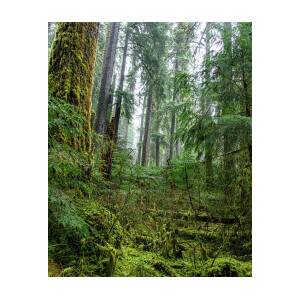 Misty Forest Silhouettes in Olympic National Park by Brandon Wichmann