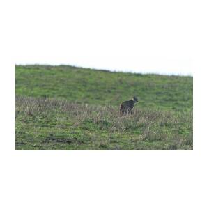 Bobcat in Point Reyes by Brandon Wichmann Bobcat in Point Reyes by Brandon Wichmann