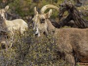 Mountain Goats in Natural Habitat Jigsaw Puzzle