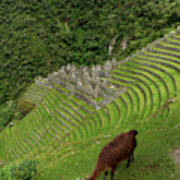 Winay Wayna With Grazing Llama Art Print